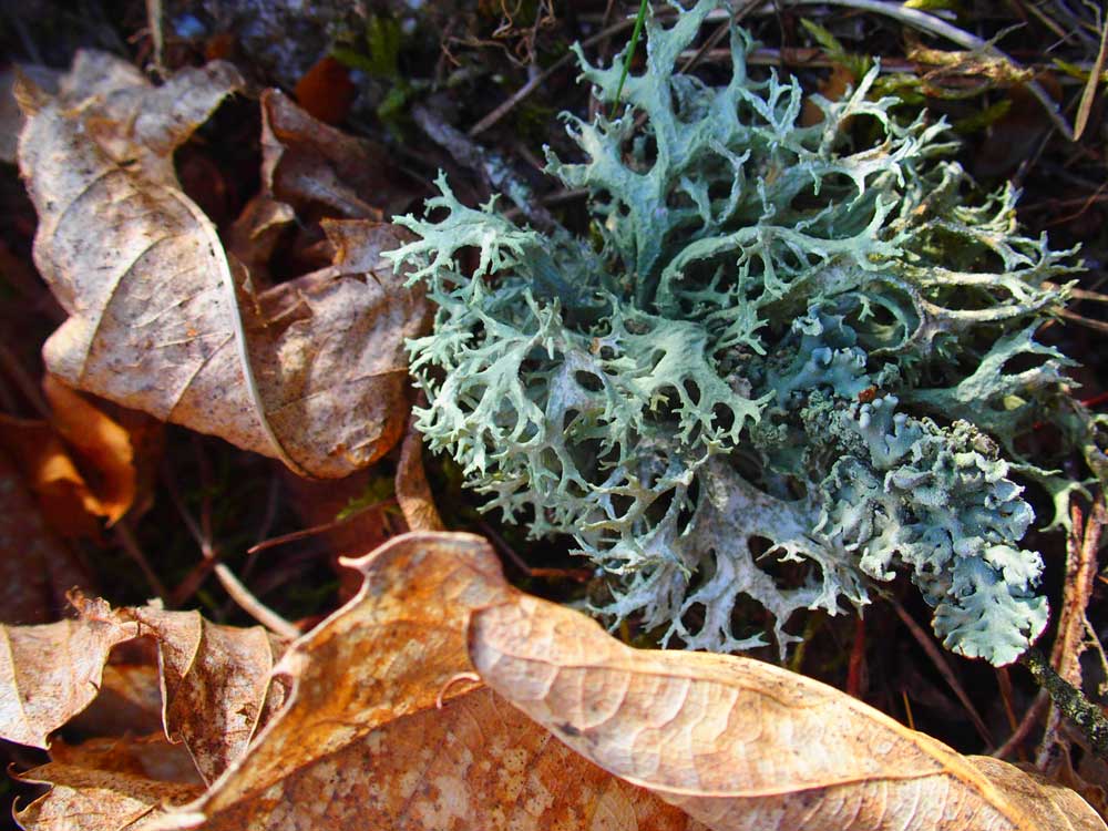 Sologne lichen
