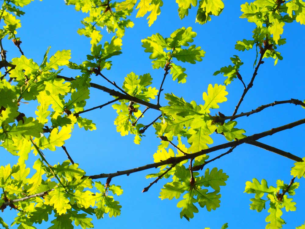 feuilles de chêne sur ciel bleu