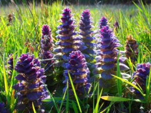 Bugle rampante