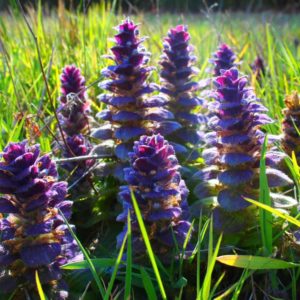 Bugle rampante