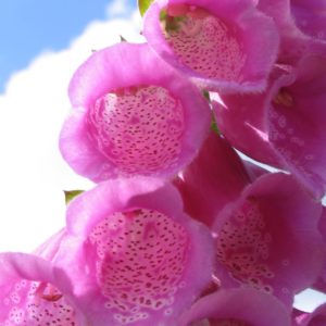Digitale fleur