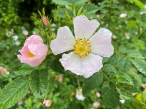 Églantier fleur