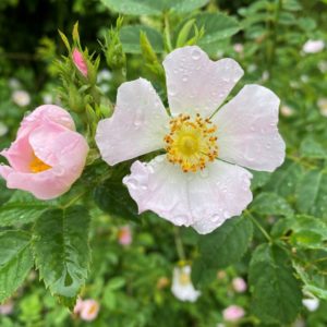 Églantier fleur