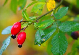 Fruits cynorhodon