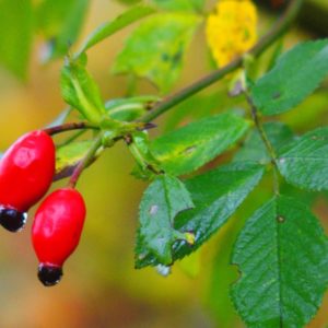 Fruits cynorhodon