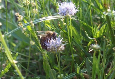 Jasione des Montagnes