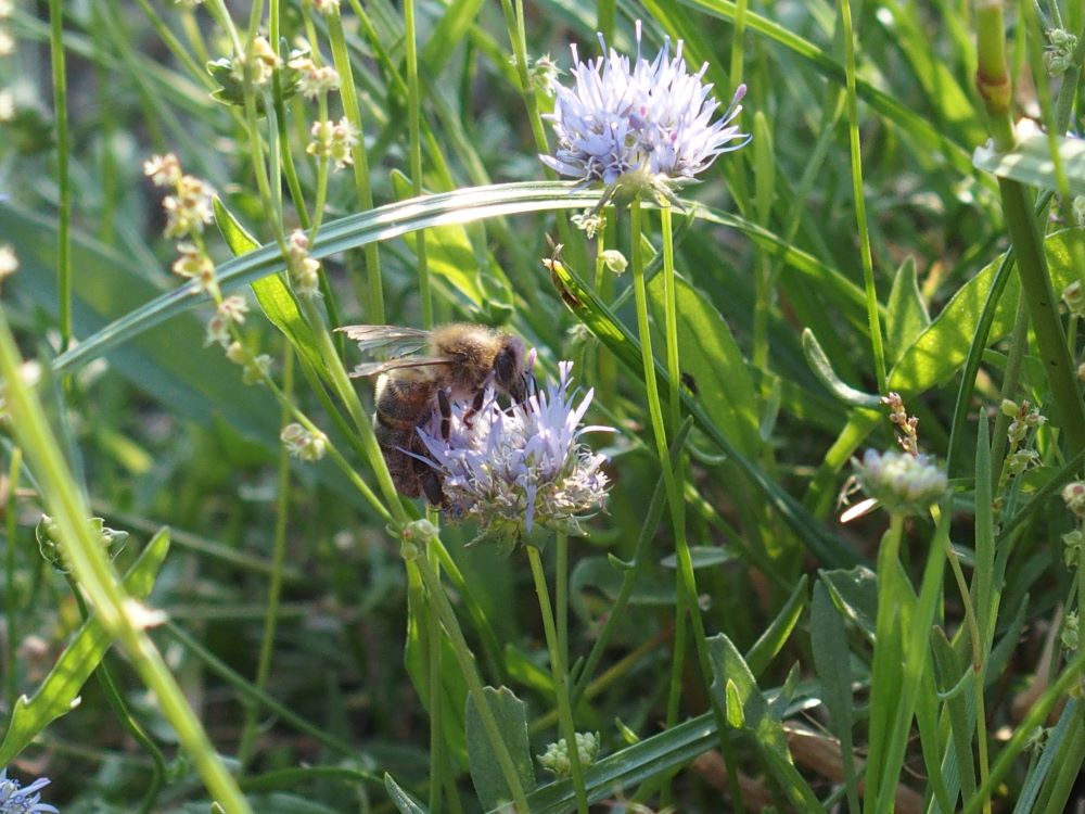 Jasione des Montagnes