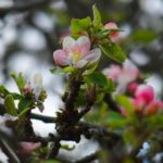 Pommier bourgeons fleurs