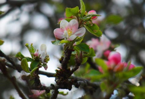 Pommier bourgeons fleurs