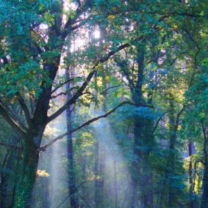 Sous bois rayons de lumière
