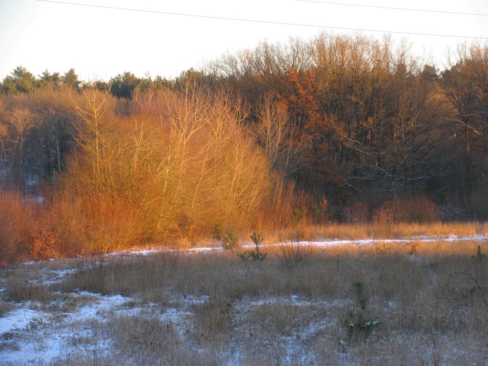 Paysage saule en hiver