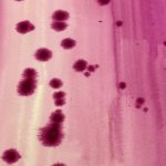 Phytolaque